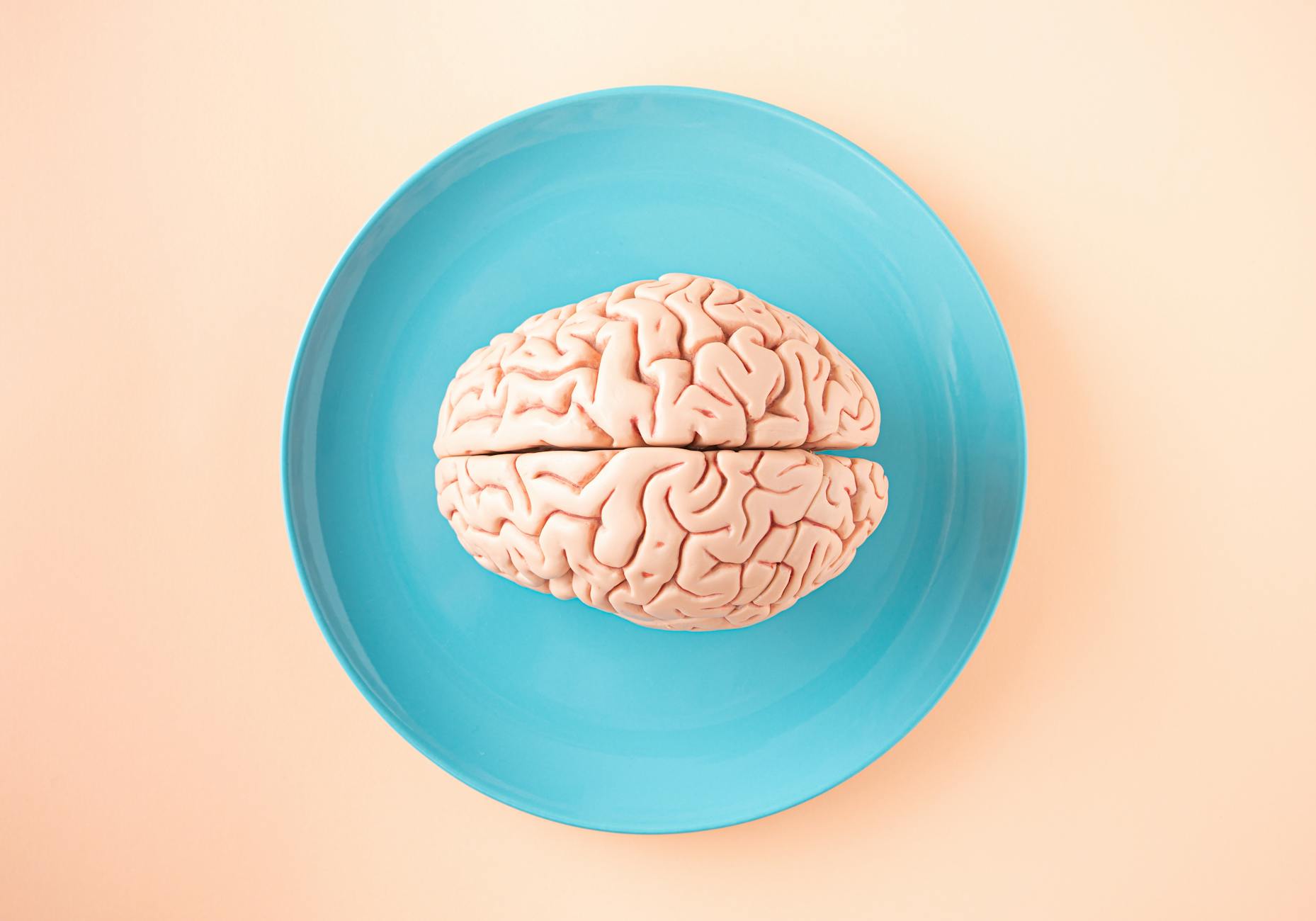 Top-down view of a human brain anatomy model on a clean background — creatine and cognitive performance context