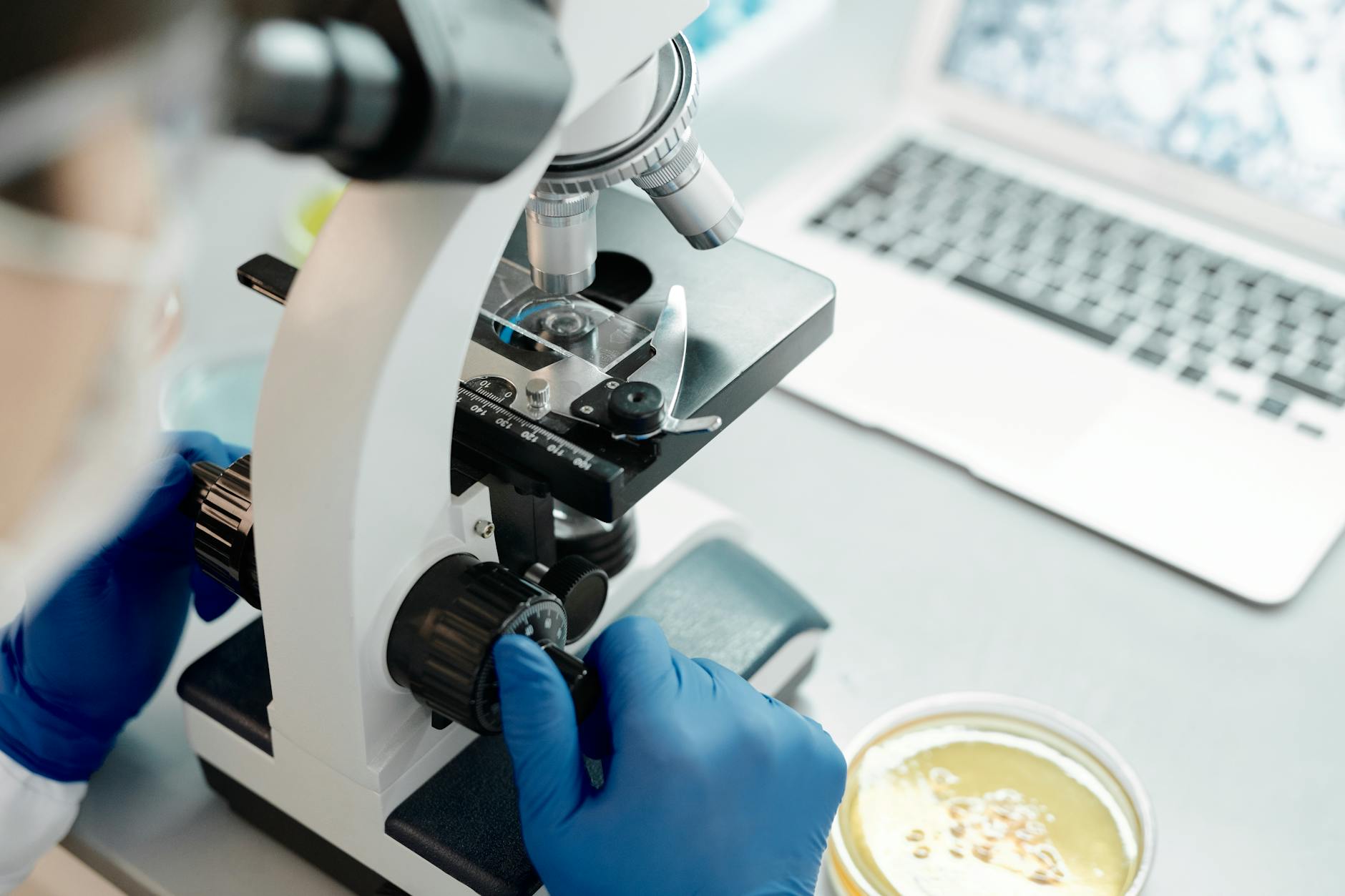Fisetin flavonoid senolytic compound — clearing senescent cells in aging research