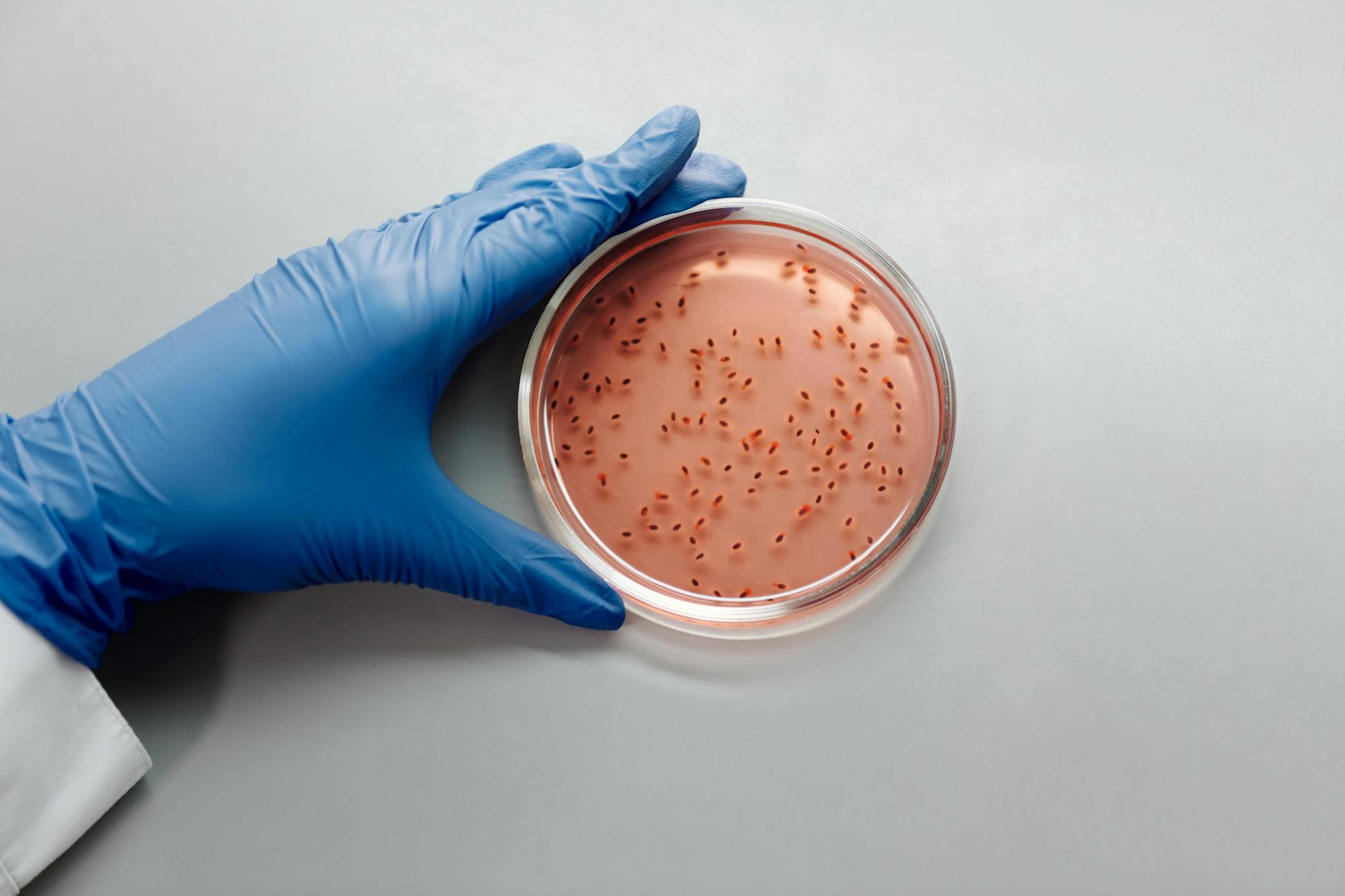 Gut bacteria microbiome laboratory research — liver aging reversal study